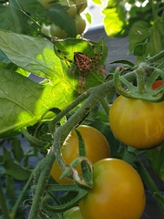 Araneus diadematus