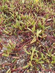 Sesuvium edmonstonei