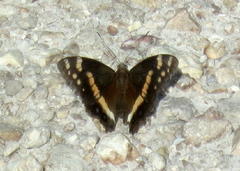 Aeropetes tulbaghia