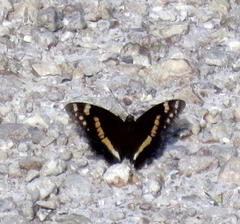 Aeropetes tulbaghia