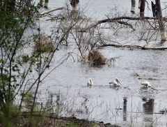 Pelecanus rufescens