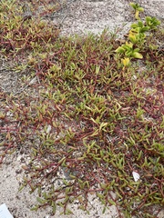 Sesuvium edmonstonei