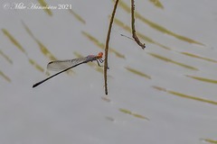 Neoneura aaroni