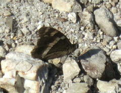 Aeropetes tulbaghia