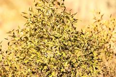 Maytenus acuminata acuminata