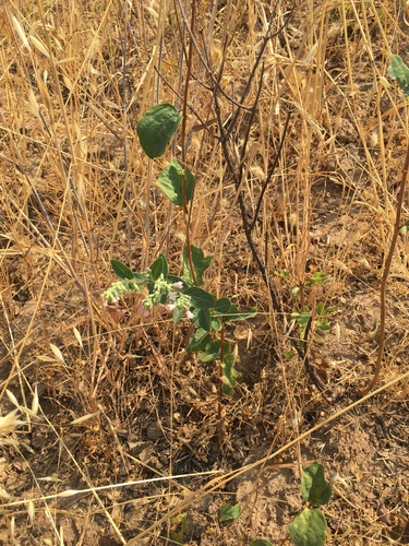 iNaturalist observation photo of snowberries