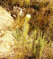 Leucadendron daphnoides