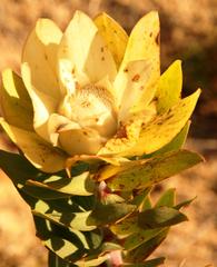 Leucadendron daphnoides