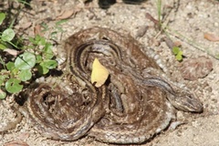 Salvadora lemniscata