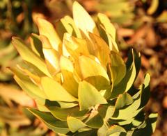 Leucadendron daphnoides