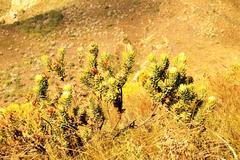 Leucadendron daphnoides