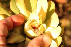 Leucadendron daphnoides