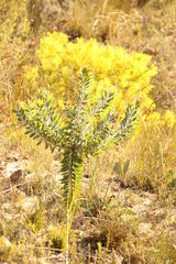 Leucadendron daphnoides