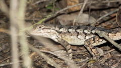Sceloporus olivaceus