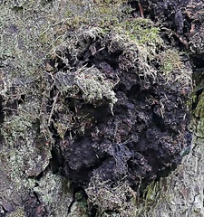 Protopannaria pezizoides