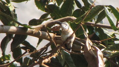 Myrtis fanny