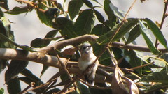 Myrtis fanny