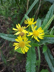 Jacobaea paludosa lanata
