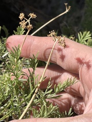 Cymopterus sessiliflorus