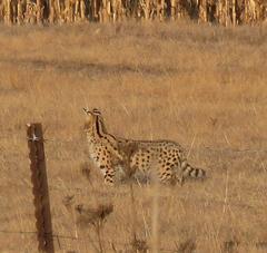Leptailurus serval serval