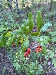 Berberis fendleri