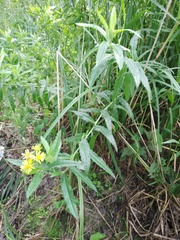 Jacobaea paludosa lanata