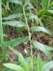 Jacobaea paludosa lanata