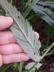Jacobaea paludosa lanata
