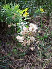 Jacobaea paludosa lanata