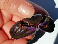 Petrolisthes violaceus