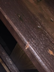 Helicorthomorpha
