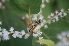 Polistes dominula
