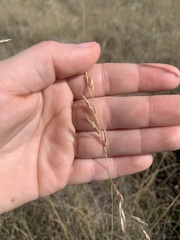 Festuca hallii