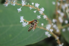 Polistes dominula