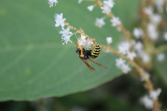 Polistes dominula