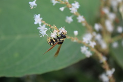 Polistes dominula
