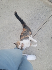 Felis catus