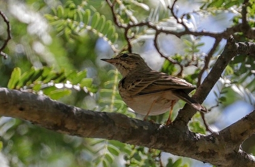 Wood Pipit (Anthus nyassae), photo 3