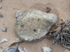 Scutellastra cochlear