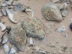 Scutellastra cochlear