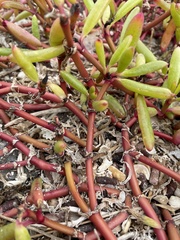 Sesuvium edmonstonei