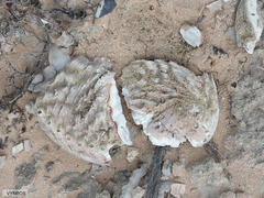 Haliotis midae