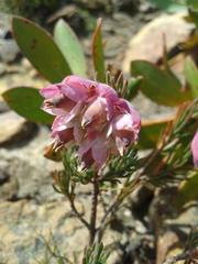 Erica glauca elegans