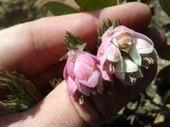 Erica glauca elegans