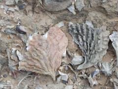 Haliotis midae