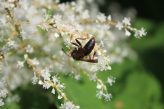 Polistes fuscatus
