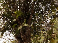 Gaiadendron punctatum