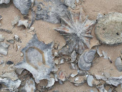 Scutellastra longicosta