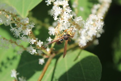 Polistes fuscatus