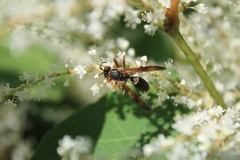 Polistes fuscatus